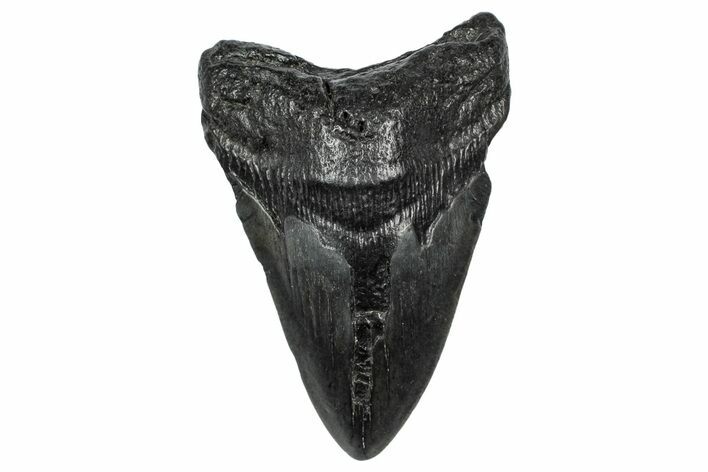 Fossil Megalodon Tooth - South Carolina #341475